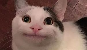 Image result for Cat Smile Meme Face