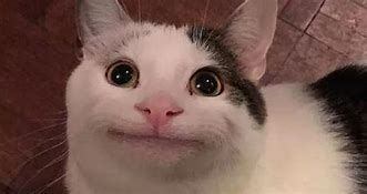 Image result for Smiling Cat Meme Black White