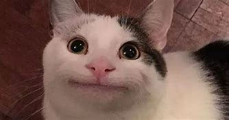 Image result for White Cat Smiling Meme