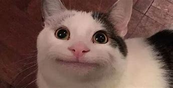 Image result for Cat Smiling Meme Silly