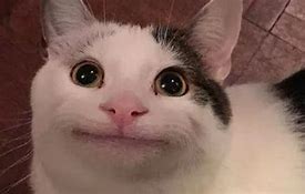 Image result for Smiling Cat Meme Pictures