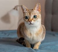 Image result for small cats ever