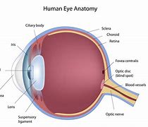 Image result for Eye Retina and Optics Nerves