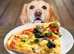 Image result for A Dog Eating at Pizza Hut