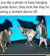 Image result for Fluffy Bat Meme