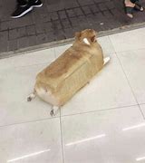 Image result for Bread Dog Meme