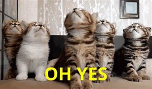 Image result for Cat Saying Yes