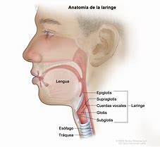 Image result for laringe