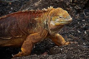 Image result for Galapagos Islands Iguanas