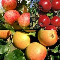 Image result for Multifruit Dwarf Orchard