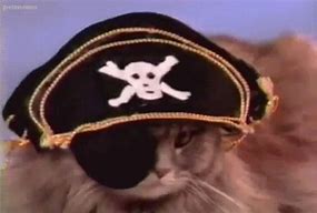 Image result for Cat Pirate Eye Patch