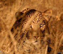 Image result for Animal National Geographic Game