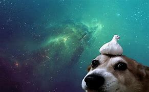 Image result for Dog without Ears Meme