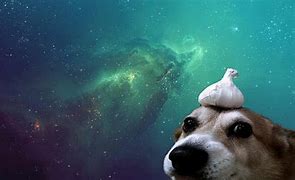 Image result for Galaxy Dog and Cat