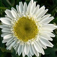 Image result for Leucanthemum Sunny Side Up