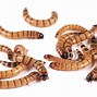 Image result for Superworms for Sale