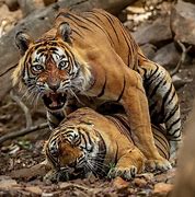 Image result for Lion and Tiger Mate