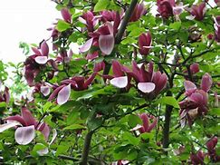 Image result for Magnolia liliiflora Nigra