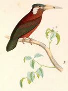 Image result for Galbalcyrhynchus Galbulidae