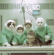 Image result for Doctor Cat Meme