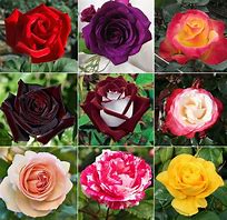 Image result for Exotic Tea Rose Seeds