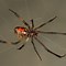 Image result for Dangerous Spiders of Florida