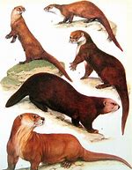 Image result for Retro Otters