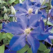 Image result for Clearview Clematis