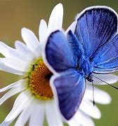 Image result for Cute Blue Butterfly