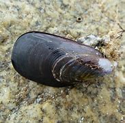Image result for Clams vs Mussels