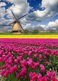 Image result for Beautiful Nature Netherlands