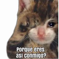 Image result for Memes Gatos Sueño