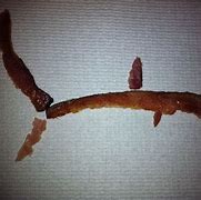 Image result for Bacon Shark