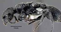 Image result for Formicidae
