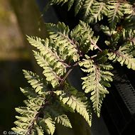 Image result for Athyrium niponicum Wildwood Twister
