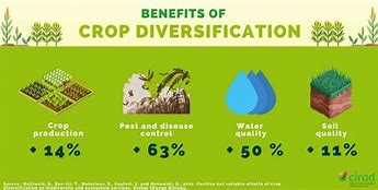 Image result for Diversification Agriculture