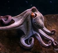 Image result for Octopus On Land