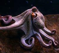 Image result for Octopus Stock-Photo