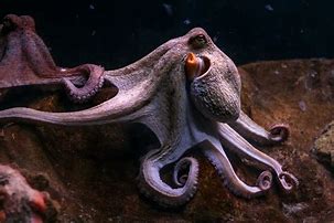 Image result for Octopus Animal