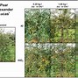 Image result for Spraying in High Fruit Tree