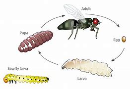 Image result for Hessian Fly Life Cycle