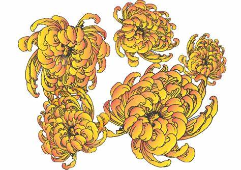 菊花的外形和颜色描写