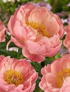 Image result for Paeonia lactiflora Coral Charm