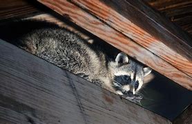 Image result for Animals in the Attic