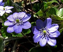 Image result for Hepatica transsilvanica Blue Jewel