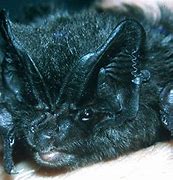 Image result for Brushing a Bat