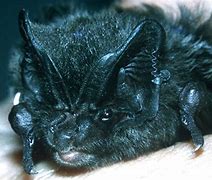 Image result for Flightless Bats