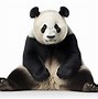 Image result for Giant Panda Pseudo Thumb