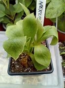 Bildergebnis für Primula auricula Merlin