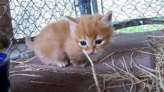 Image result for Orange Munchkin Cat